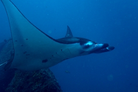 Bali 2016 - Oceanic Manta Ray - Raie Manta Oceanique - Manta Birostris - IMG_6041_rc